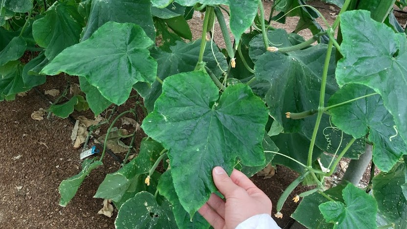 cepa hongo fusarium biofertilizante pepino|descarga|cepa hongo fusarium biofertilizante pepino